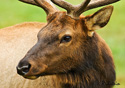 Cervus elaphus roosevelti Merriam